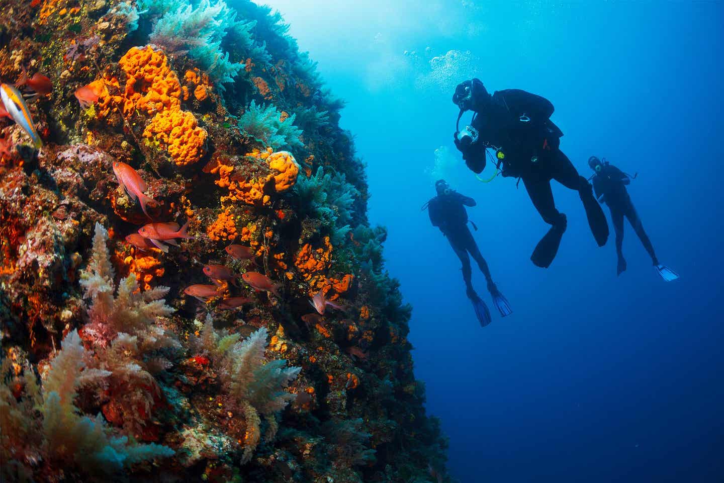 Tauchen Griechenland: Drei Taucher schwimmen an einem Riff