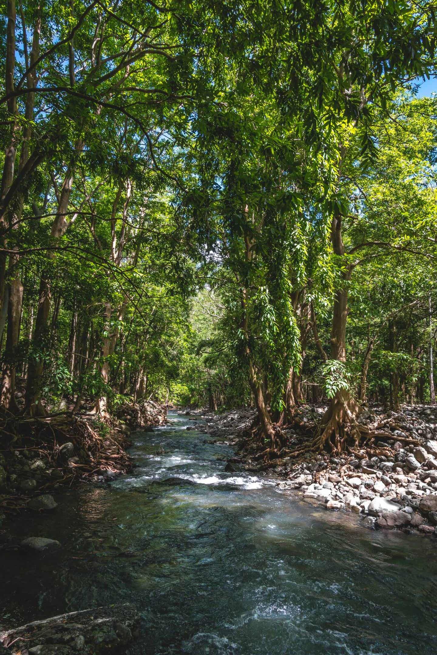 Wald im Black River Gorges Nationalpark 