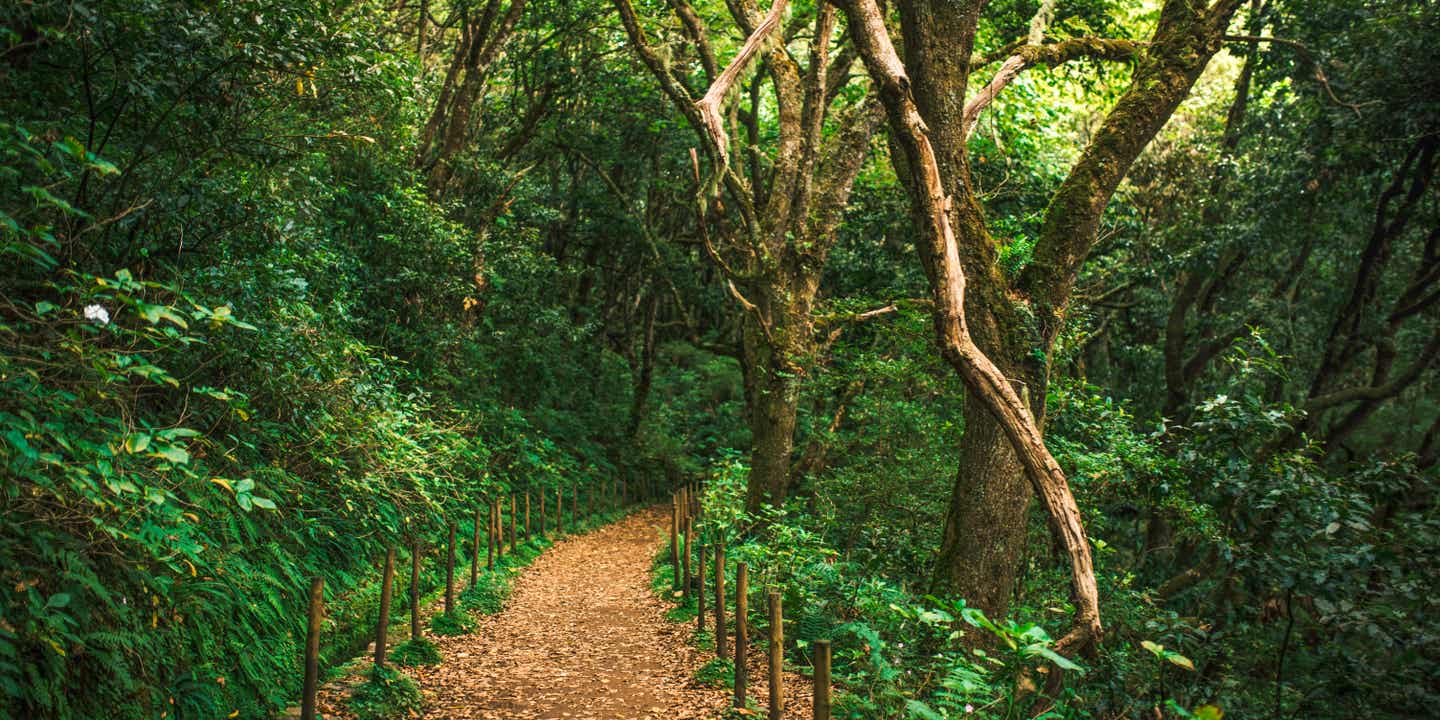 Wanderweg mit Zaun führt durch den Wald auf Madeira. Blätter liegen auf dem Weg, der durch grüne Pflanzen und Bäume führt.