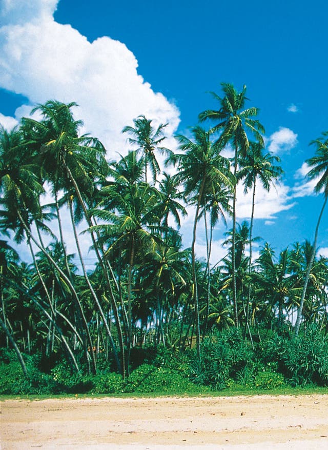 Frühbucherangebote Reisekalender September. Frühbucherangebote. Strand und Palmen Sri Lanka.