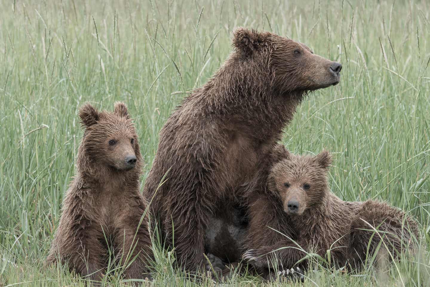 Alaska Urlaub mit DERTOUR. Grizzlybären in Alaska – Mutter mit zwei Jungen