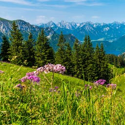 westeuropa-deutschland-bayern-blumenwiese-berge-t-499236508.jpg