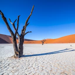 namibia-wueste-deadvlei-baum-g-531311394.jpg