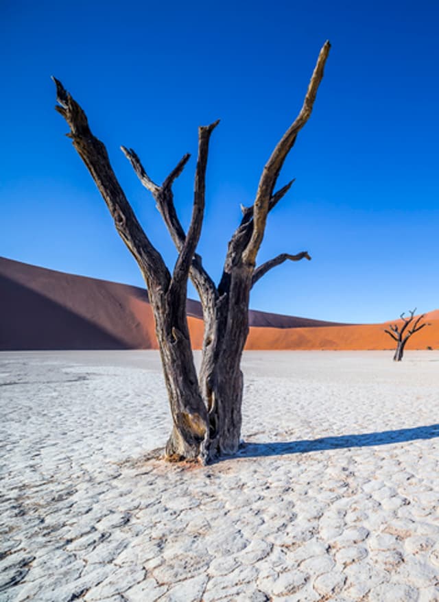 Namibia Rundreisen Namibia Sossusvlei Deadvlei Bäume