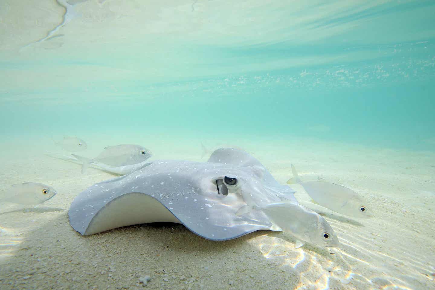 Stachelrochen auf einer Sandbank