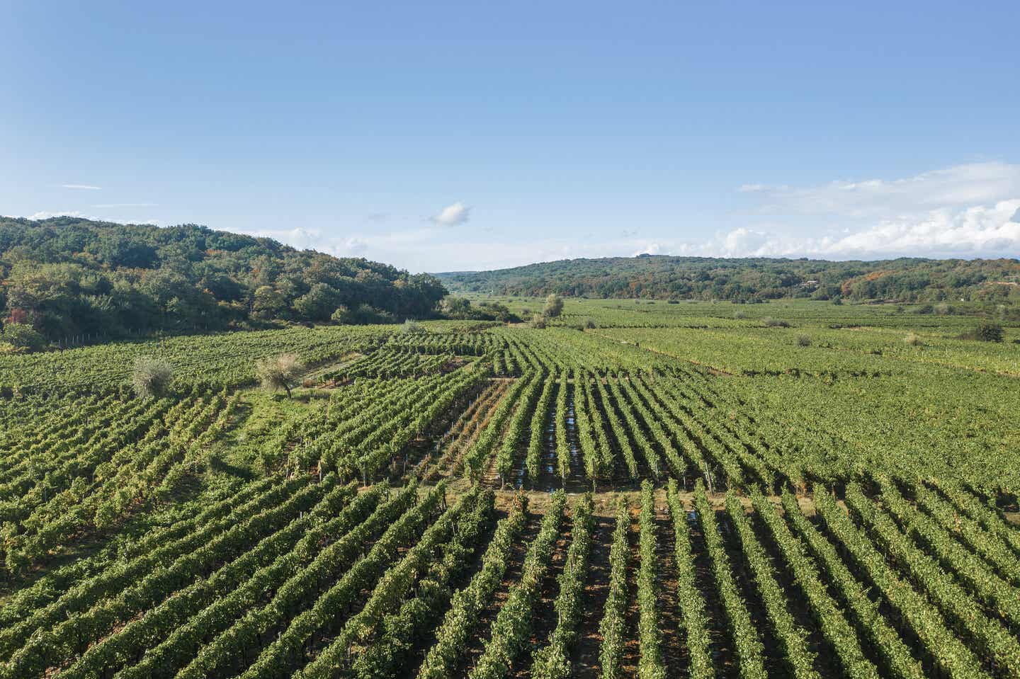 Krk Urlaub mit DERTOUR. Weinberge in Krk