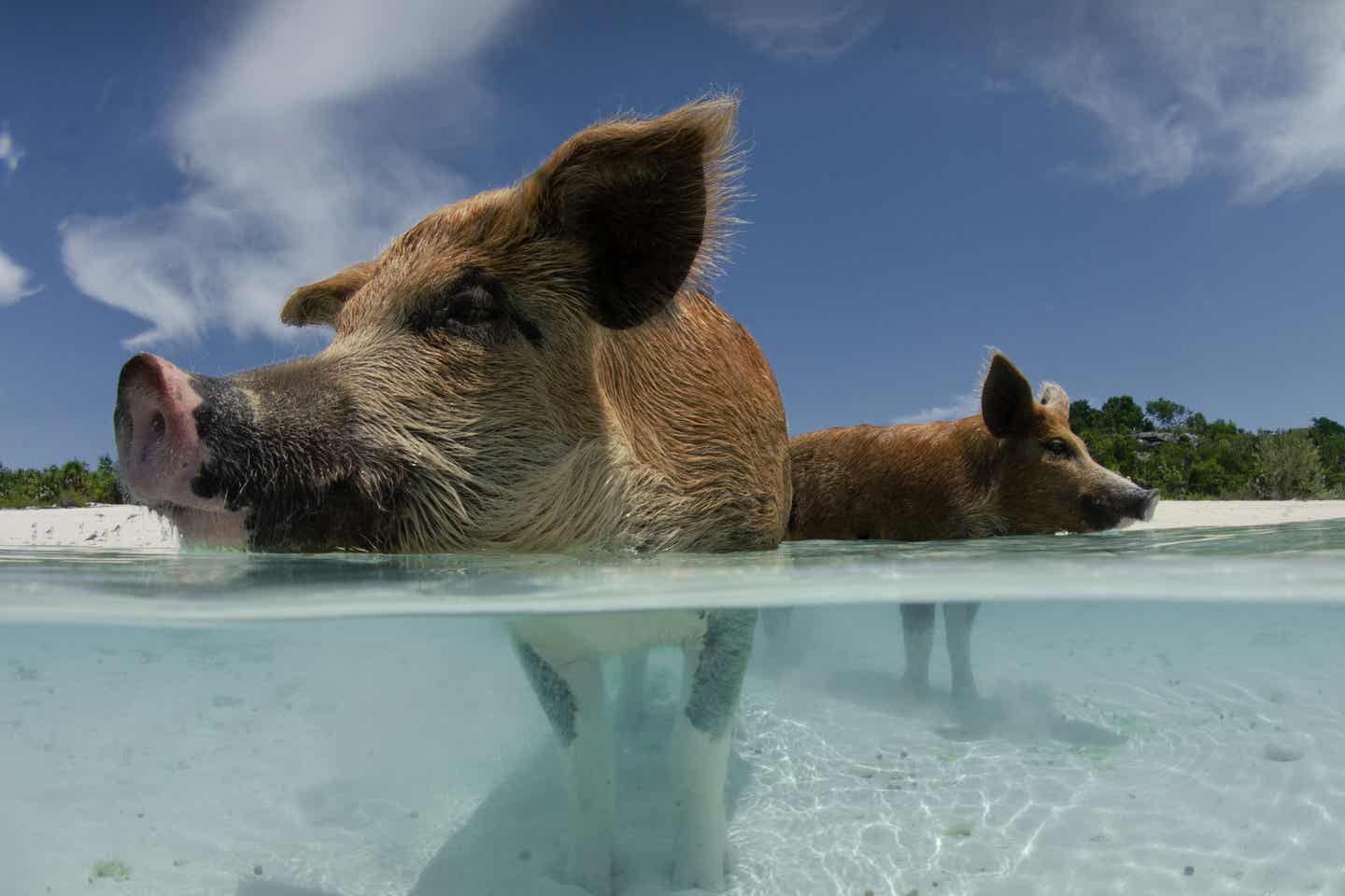 Schweine am Strand von Porto Mari auf der Karibikinsel Curacao