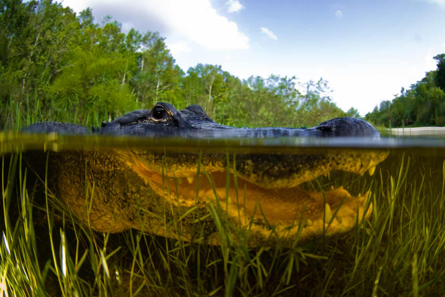 Ein Alligator in den Everglades über und unter Wasser betrachtet mit leicht geöffnetem Maul und spitzen Zähnen