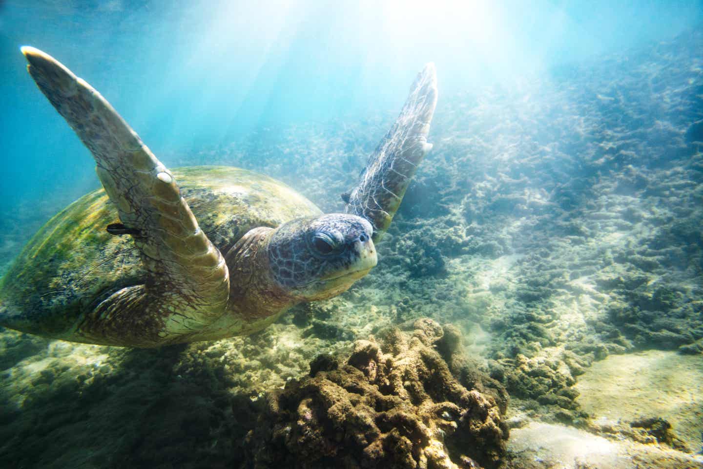 Grüne Meeresschildkröte in blauem Wasser vor Riff