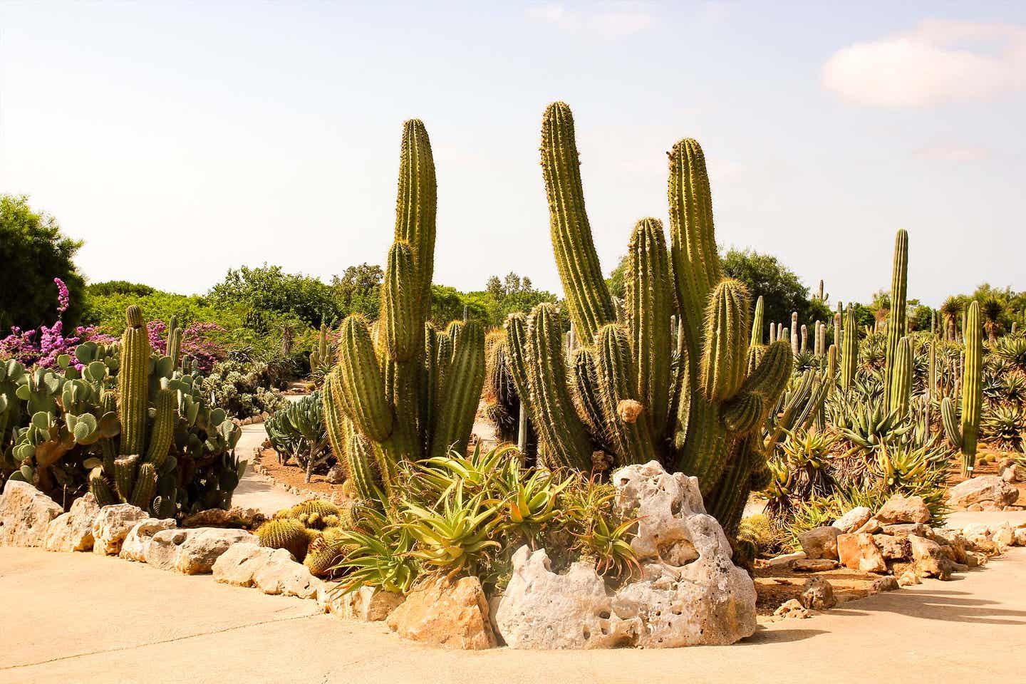 Kakteen im botanischen Garten Botanicactus auf Mallorca