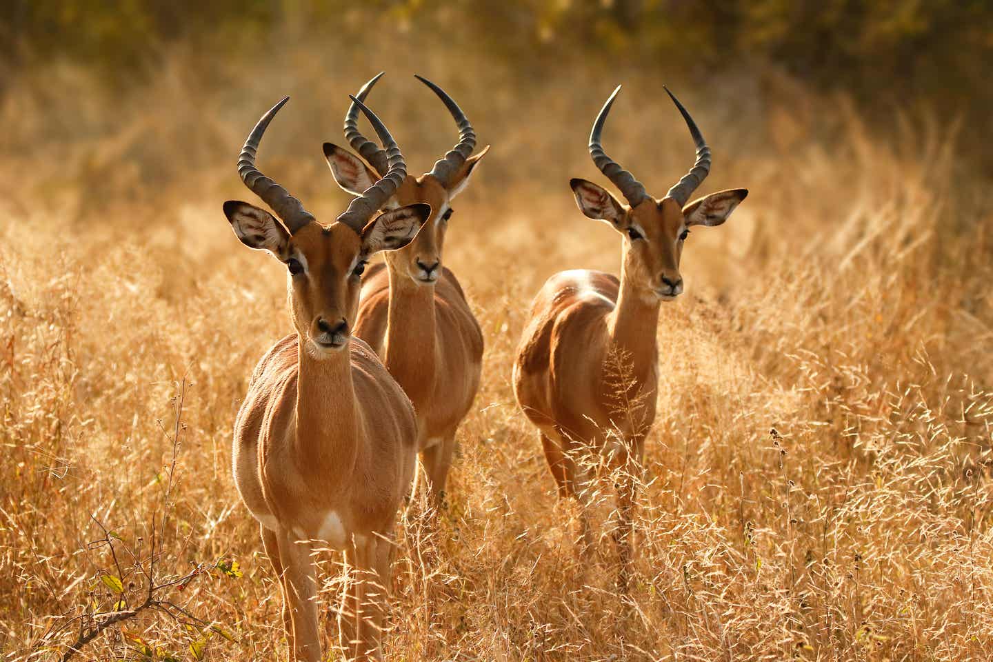 Antilopen und Impalas leben im Krüger Nationalpark