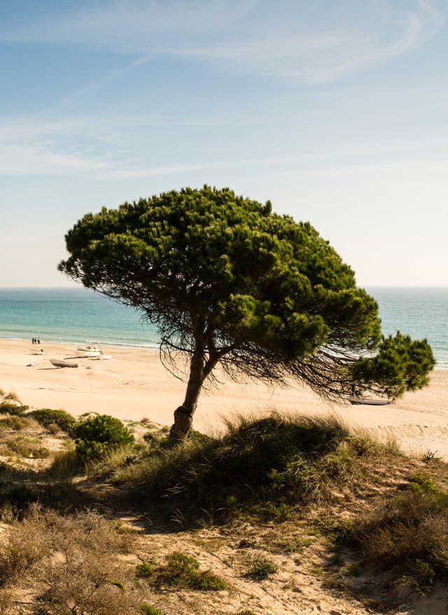 Spaniens Strände Spaniens schönste Strände: von Andalusien bis Menorca