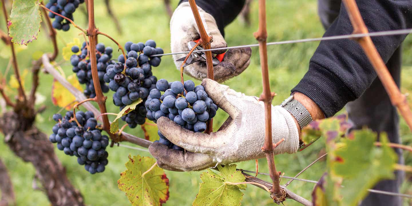 Jemand mit dicken weißen Handschuhen schneidet reife rote Trauben von einer Weinrebe