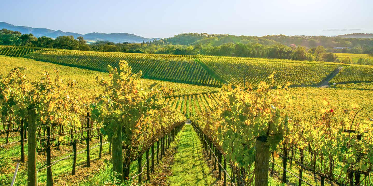 Blick auf die Weinfelder vom Napa Valley in den USA mit einer Bergkette im Hintergrund