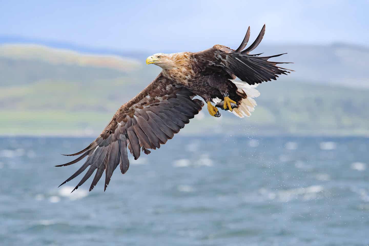 Adler fliegt über Wasser