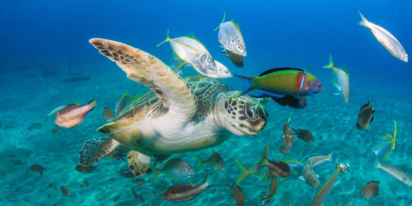 Grüne Meeresschildkröte vor Teneriffa schwimmt über vulkanischem Meeresboden zwischen bunten Fischen im klaren Wasser