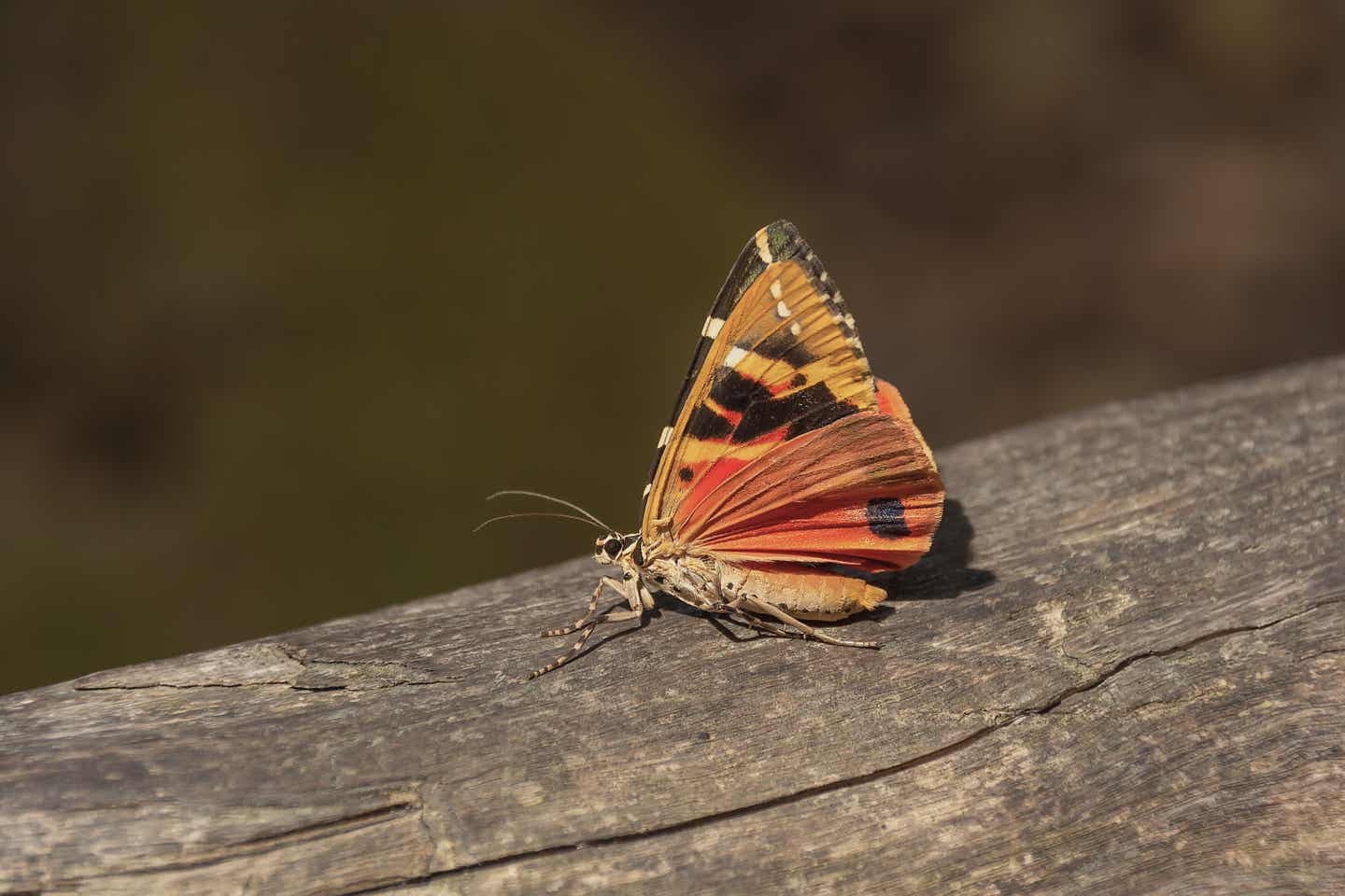 Orange-schwarzer Schmetterling ruht sich auf einem Baum im Tal der Schmetterlinge auf Rhodos aus