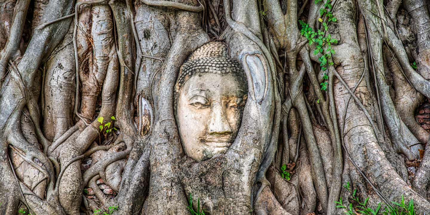 Kopf einer Buddha Statue zwischen Wurzeln eines Baumes