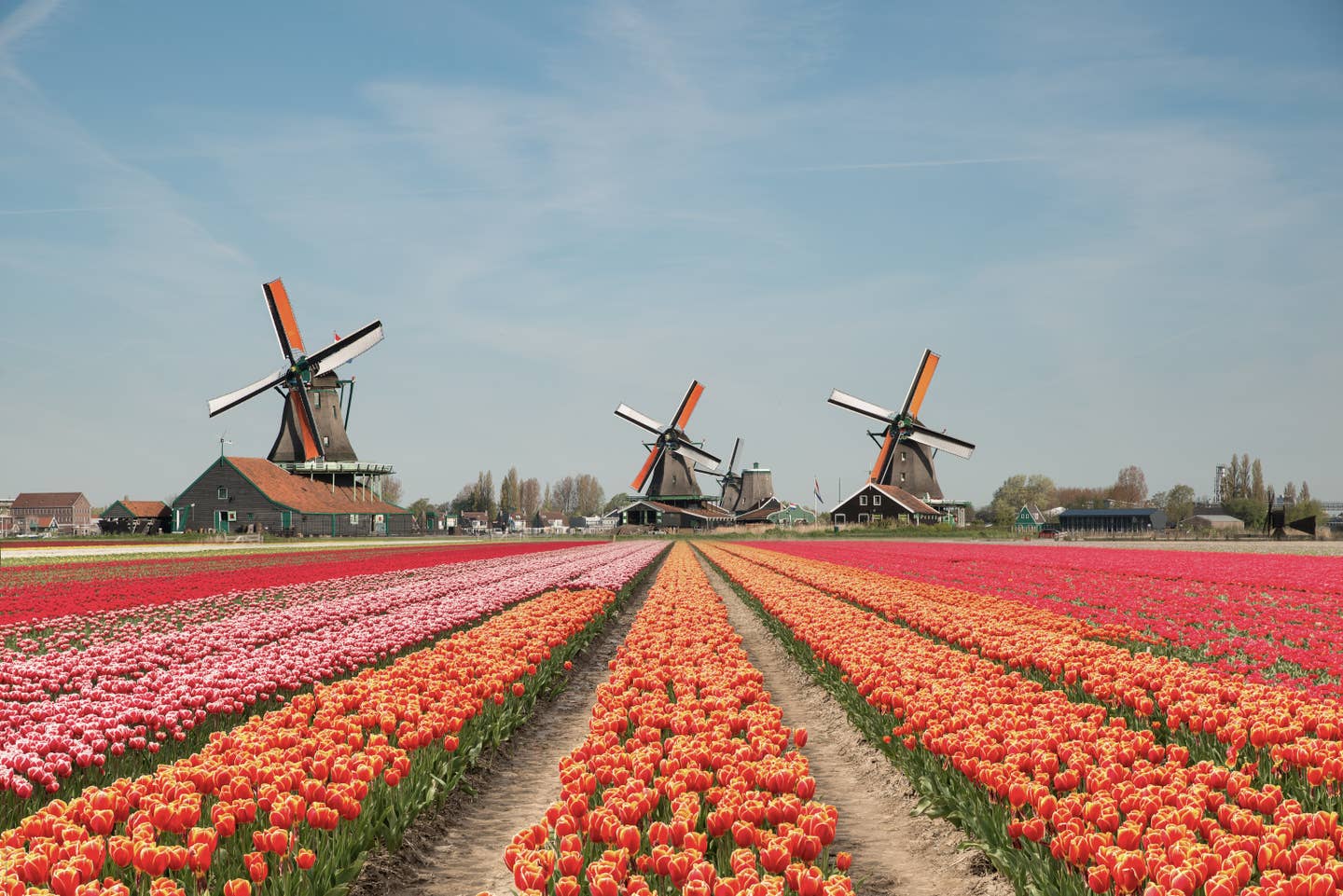 Niederlande Urlaub mit DERTOUR. Buntes Tulpenfeld vor drei Windmühlen im Hintergrund