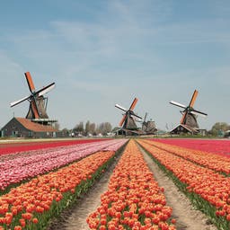 niederlande-tulpenfeld-windmuehlen-g-1070874462.jpg