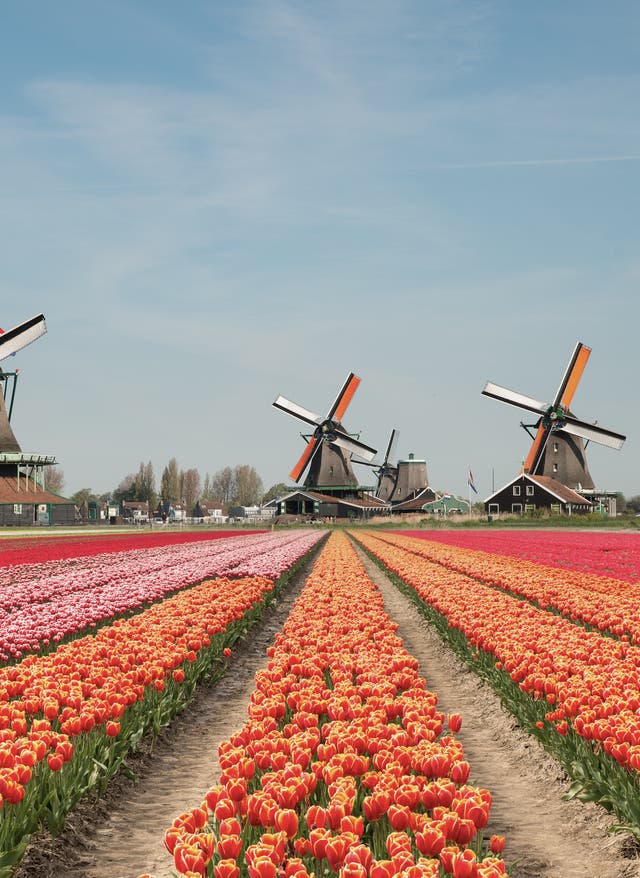 Niederlande Urlaub Niederlande Urlaub mit DERTOUR. Buntes Tulpenfeld vor drei Windmühlen im Hintergrund