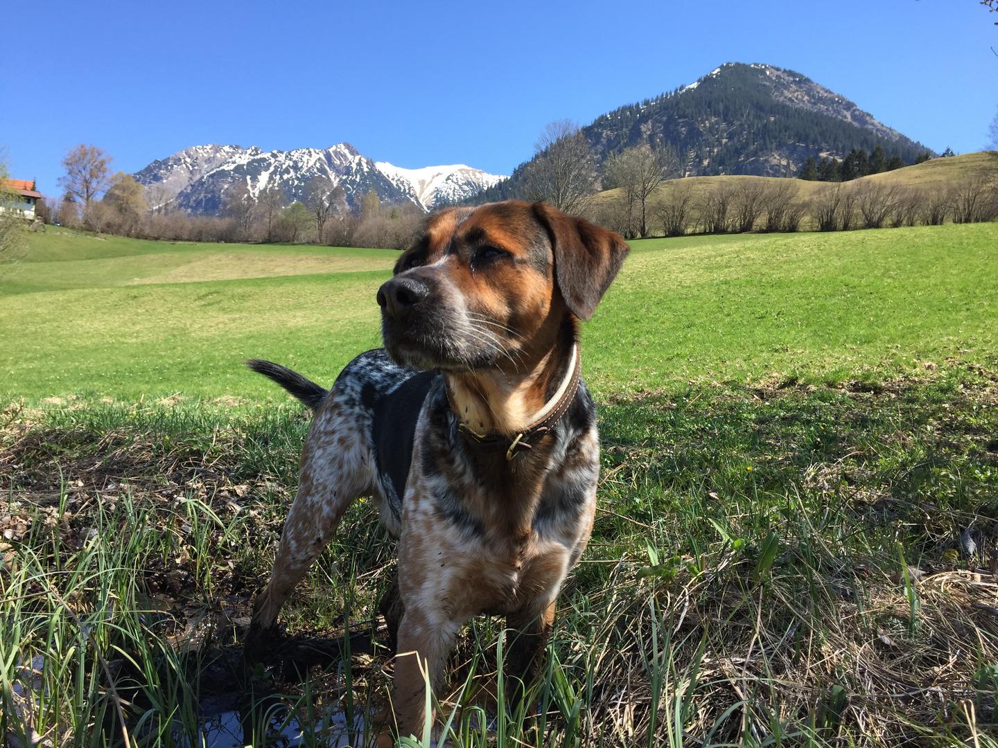 Hotel mit Hund im Allgäu: Mischlingshund in den Bergen