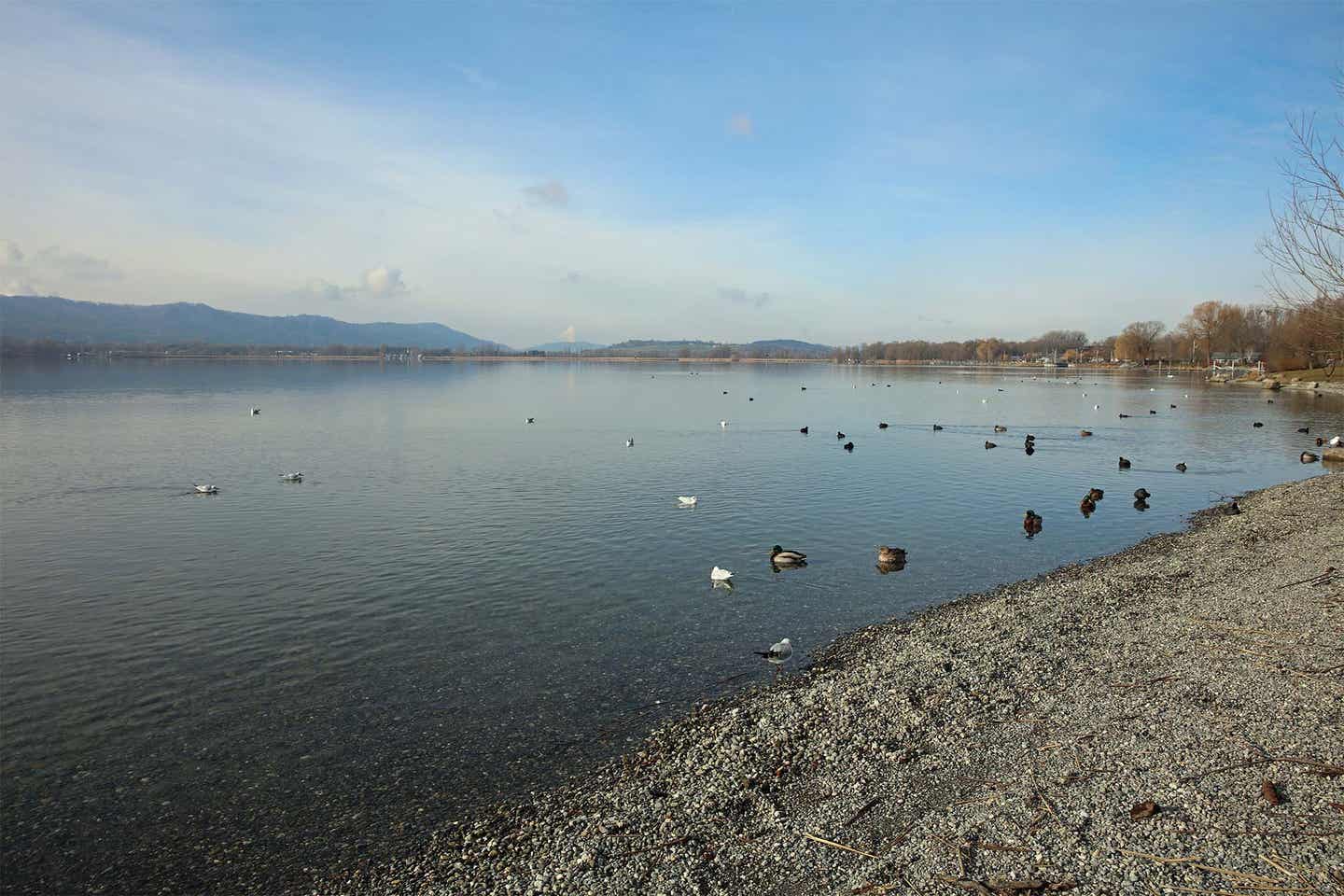 Enten am Bodenseeufer bei Radolfzell