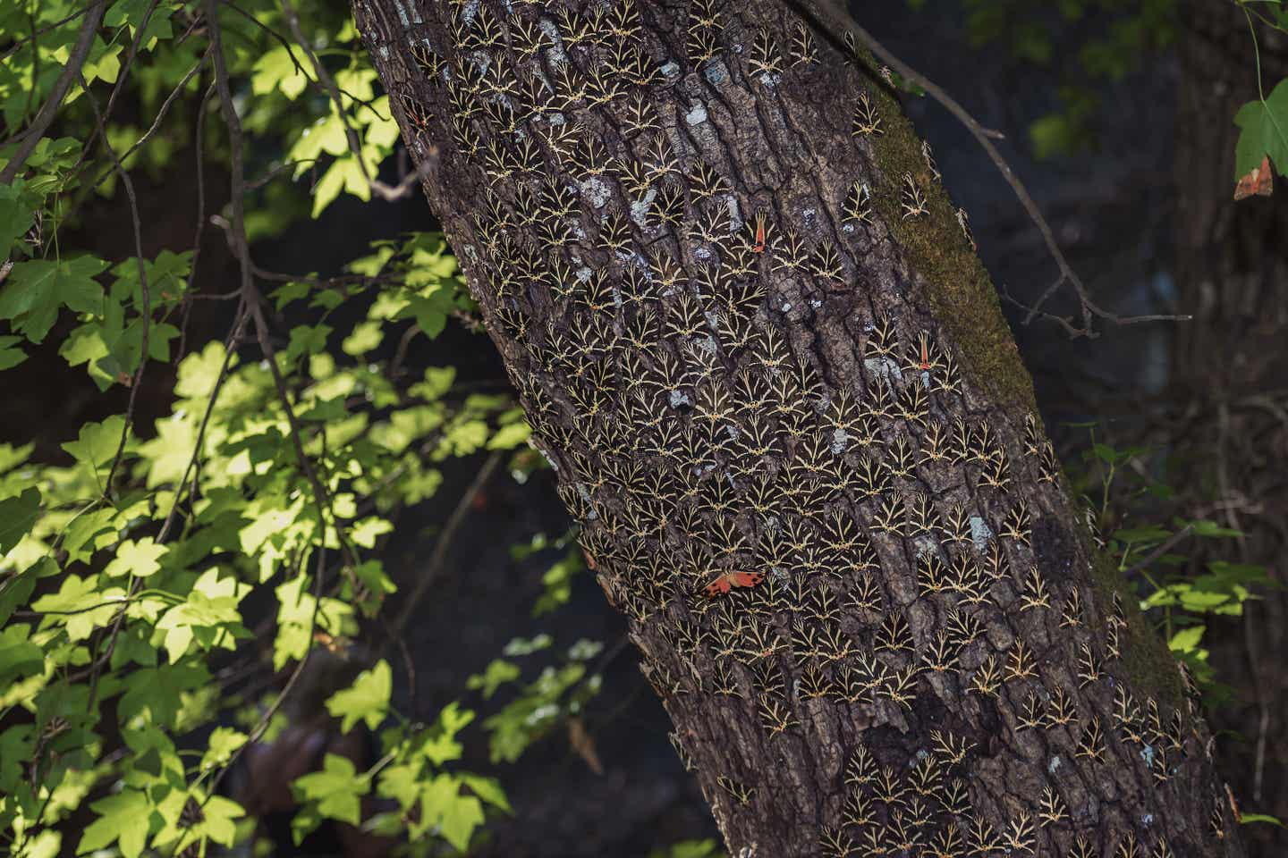 Ein mit Schmetterlingen übersäter Baumstamm im Schmetterlingstal auf Rhodos
