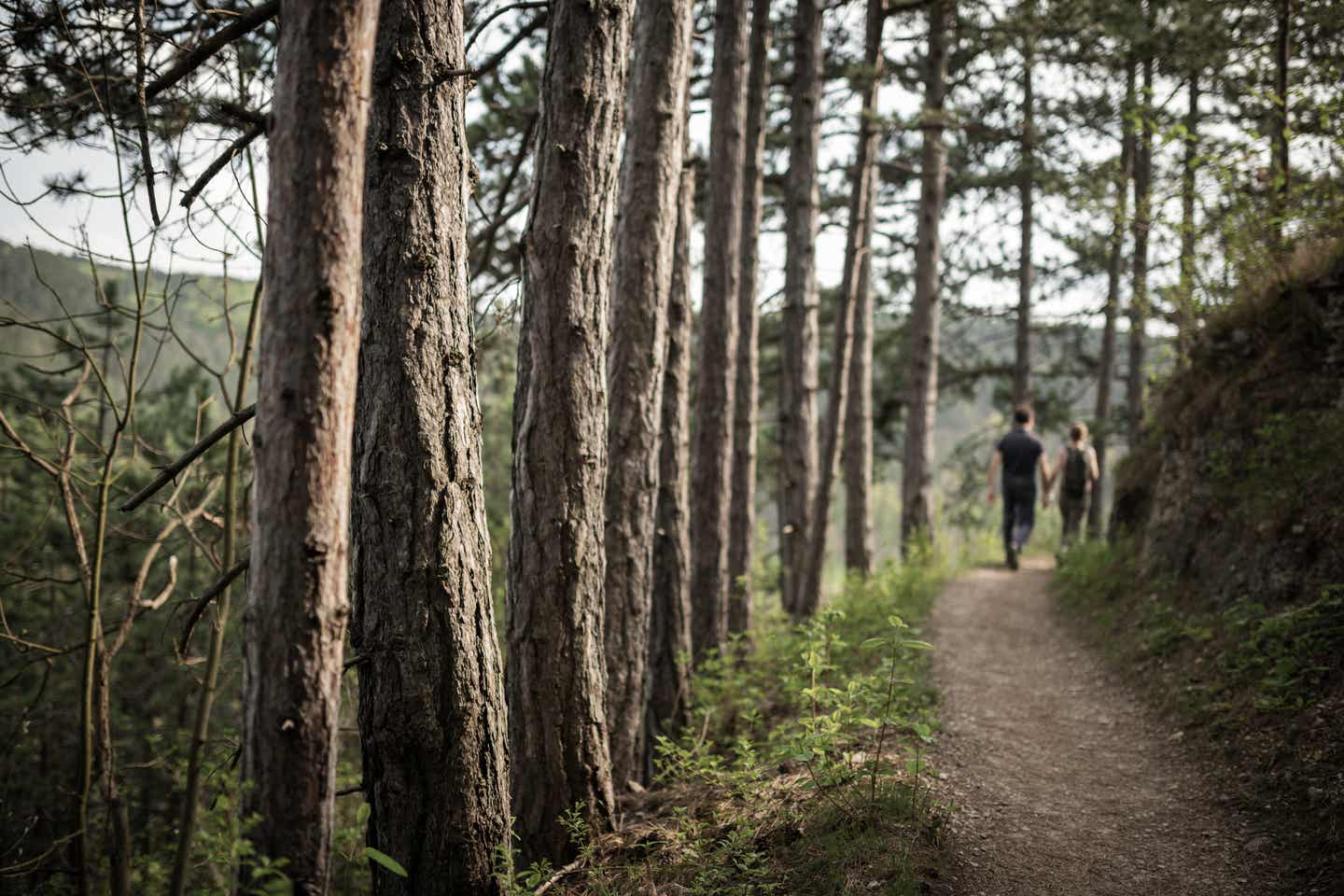 Thüringer Wald Urlaub mit DERTOUR. Paar auf Wanderweg im Thüringer Wald