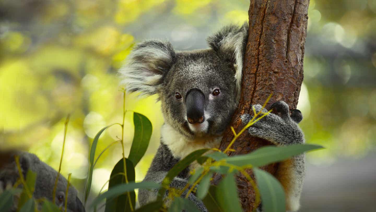 Koala in Australien