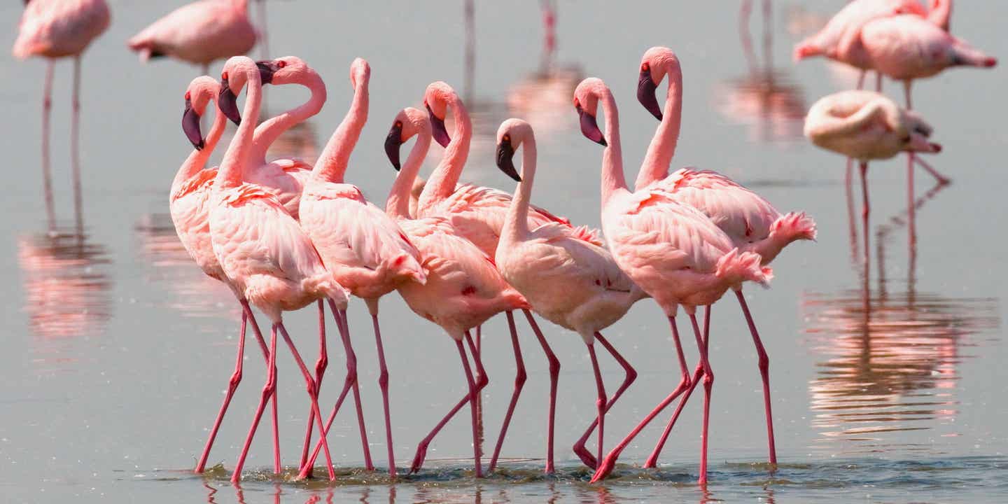 Flamingos beim Balztanz im seichten Wasser des Lake Bogoria im Nakuru-Nationalpark, Kenia – Safari-Moment für die Ewigkeit