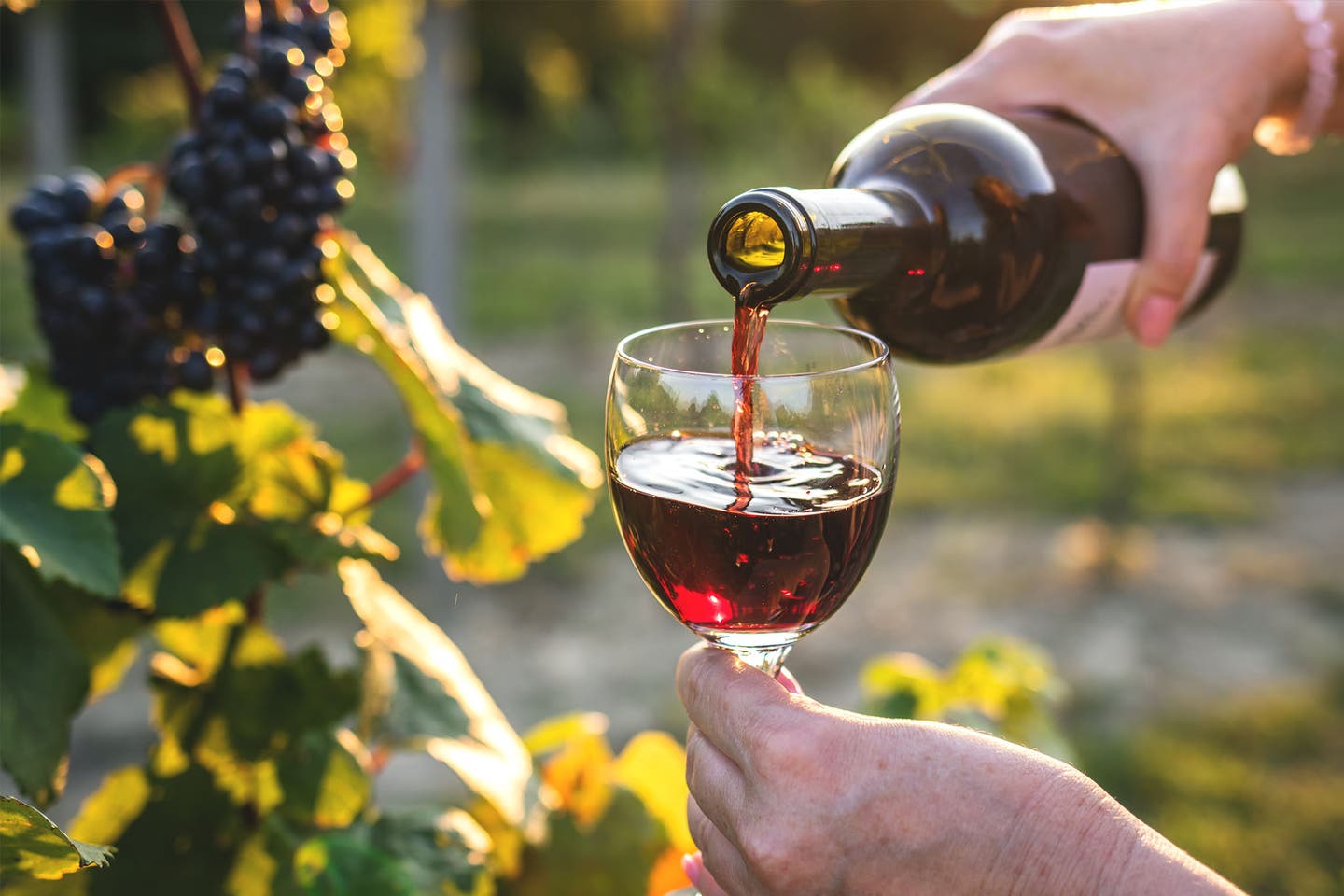 Flüssige Mallorca-Spezialität: Wein
