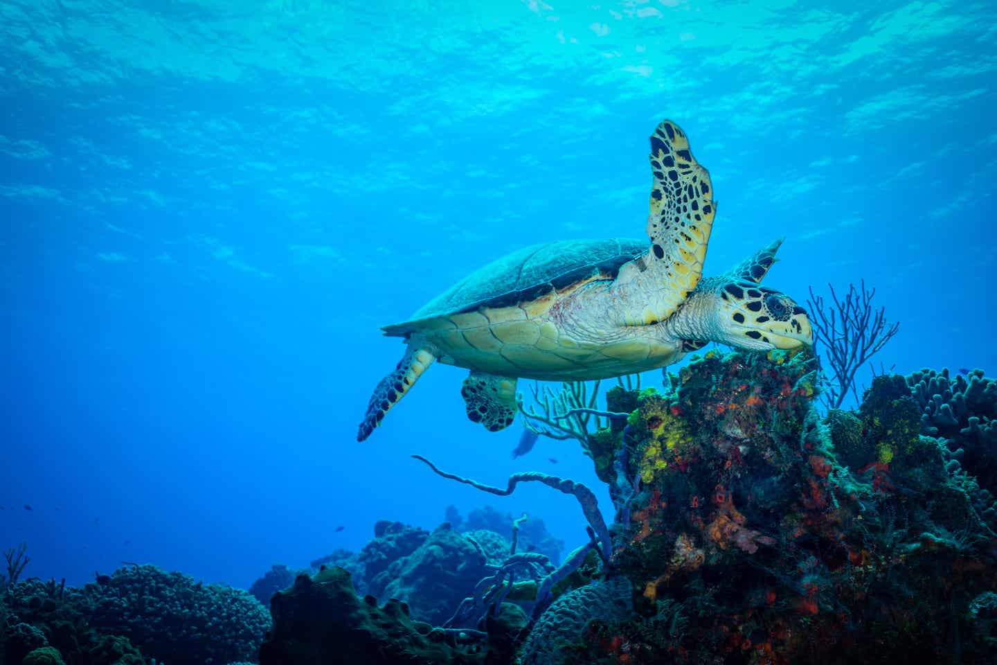 Meeresschildkröte im Wasser: Whitsunday Island