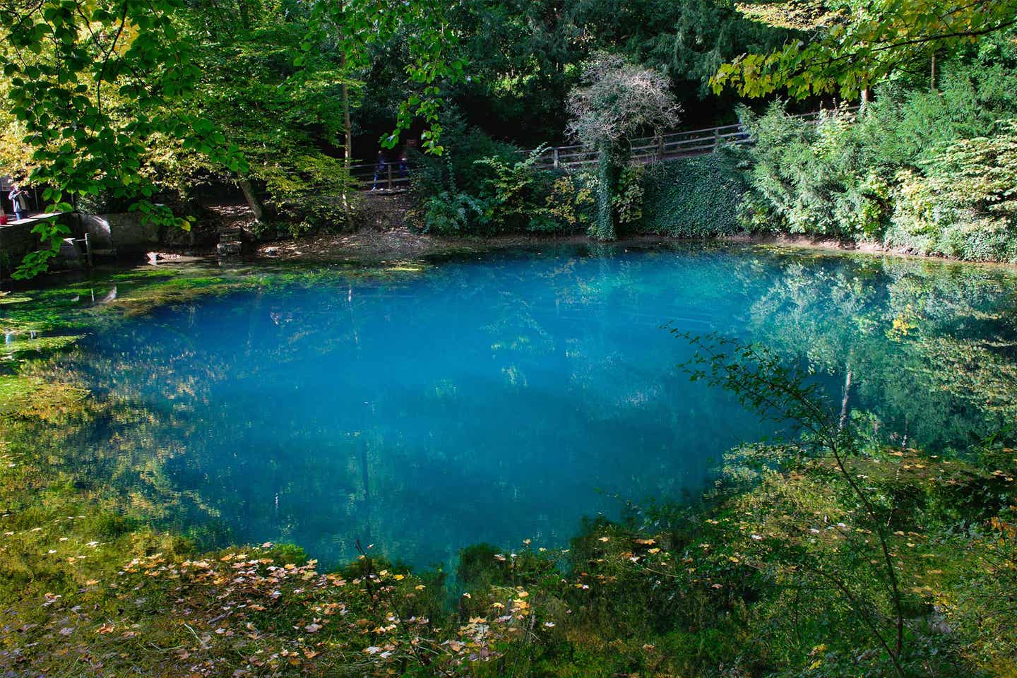 Deutschland Ulm Blautopf See im Wald