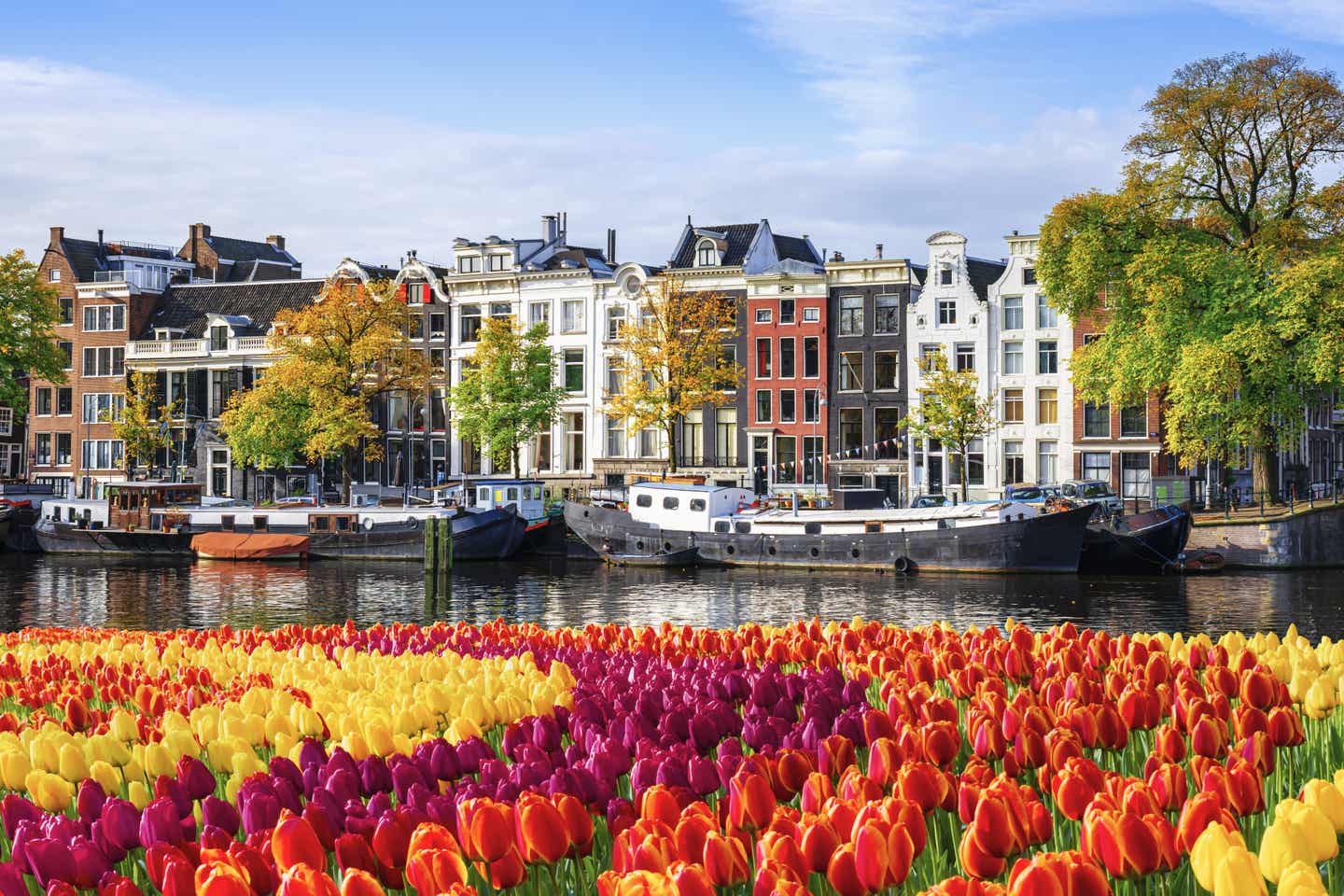 Bunte Häuser im Hintergrund und Tulpen im Vordergrund, dazwischen ein Fluss in Amsterdam
