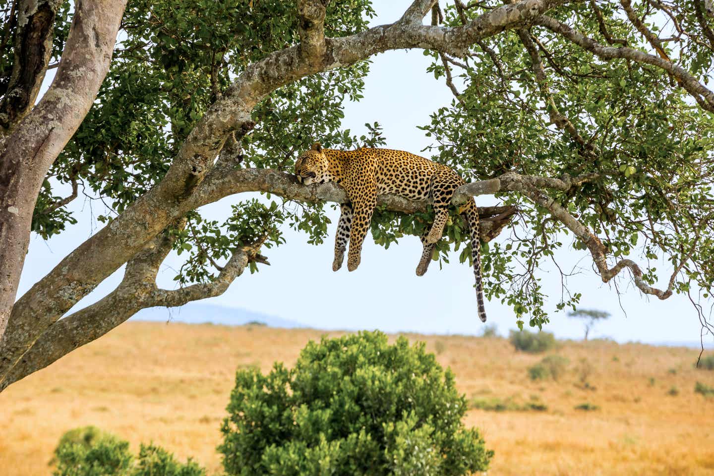 Ein Leopard liegt auf einem Ast und schläft