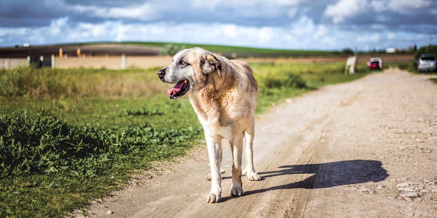 Rafeiro do Alentejo Hirtenhund auf einem Feldweg in ländlicher Landschaft mit weitem Himmel und grünen Wiesen in Alentejo