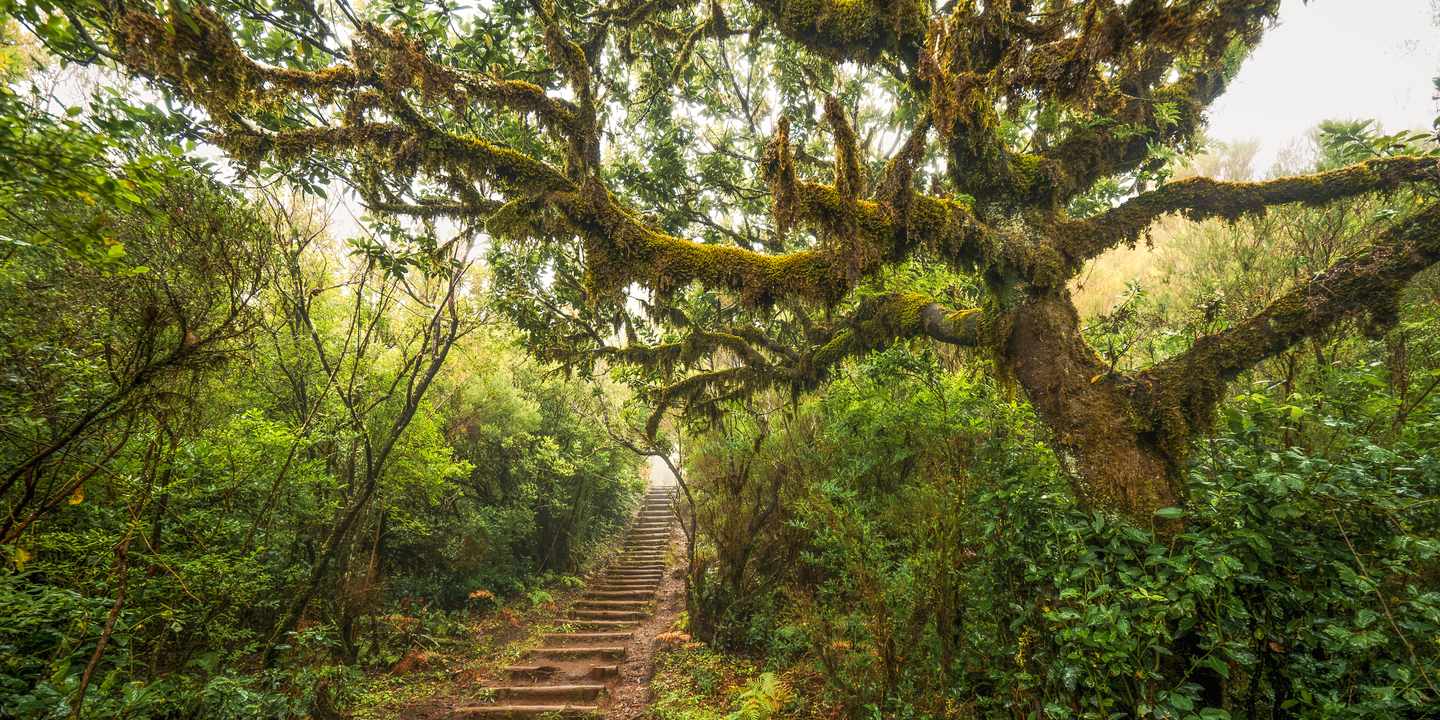Treppenpfad im Fanal-Wald auf Madeira unter dichtem Lorbeerbaumdach