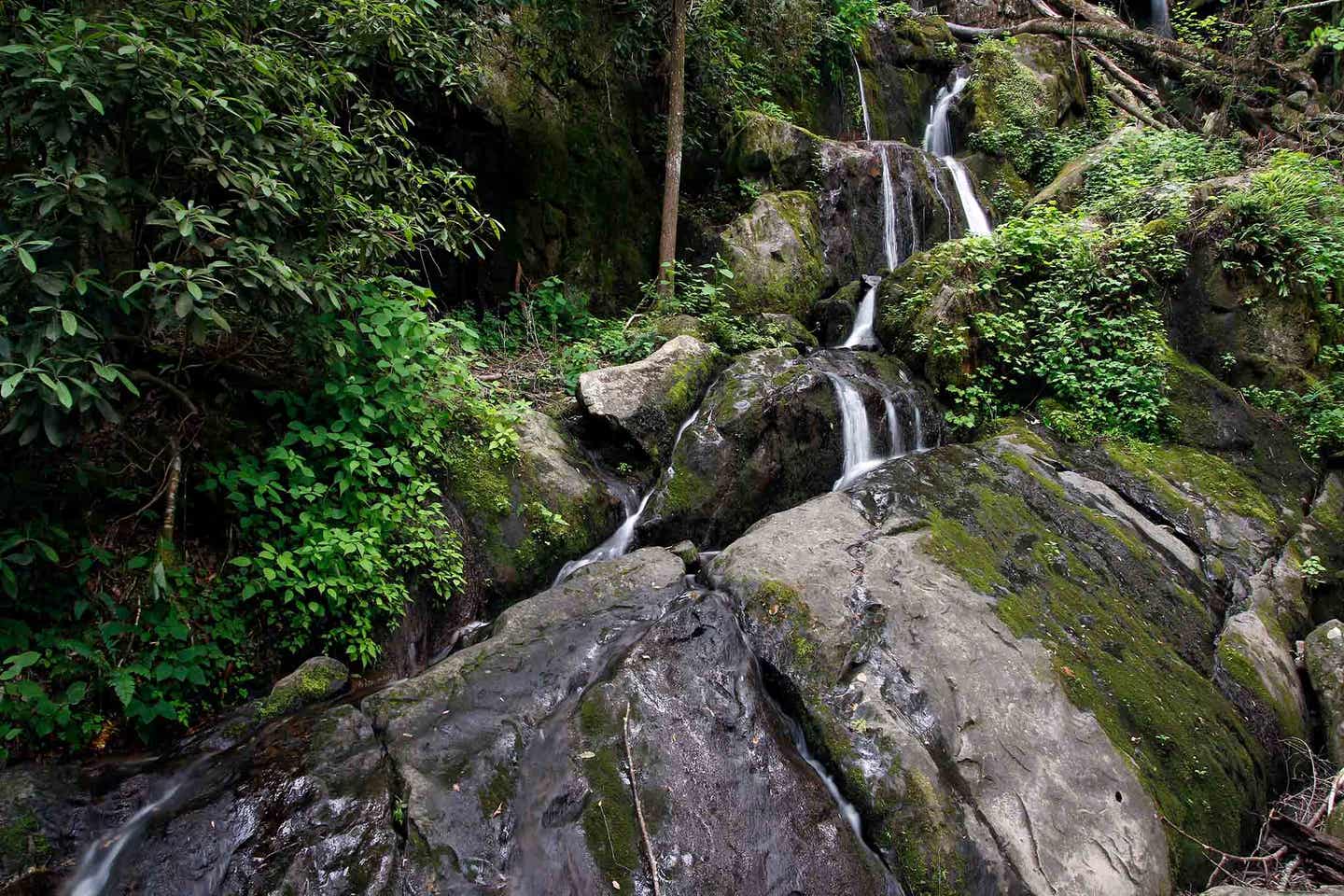 La Palma Cubo de la Galga Wald