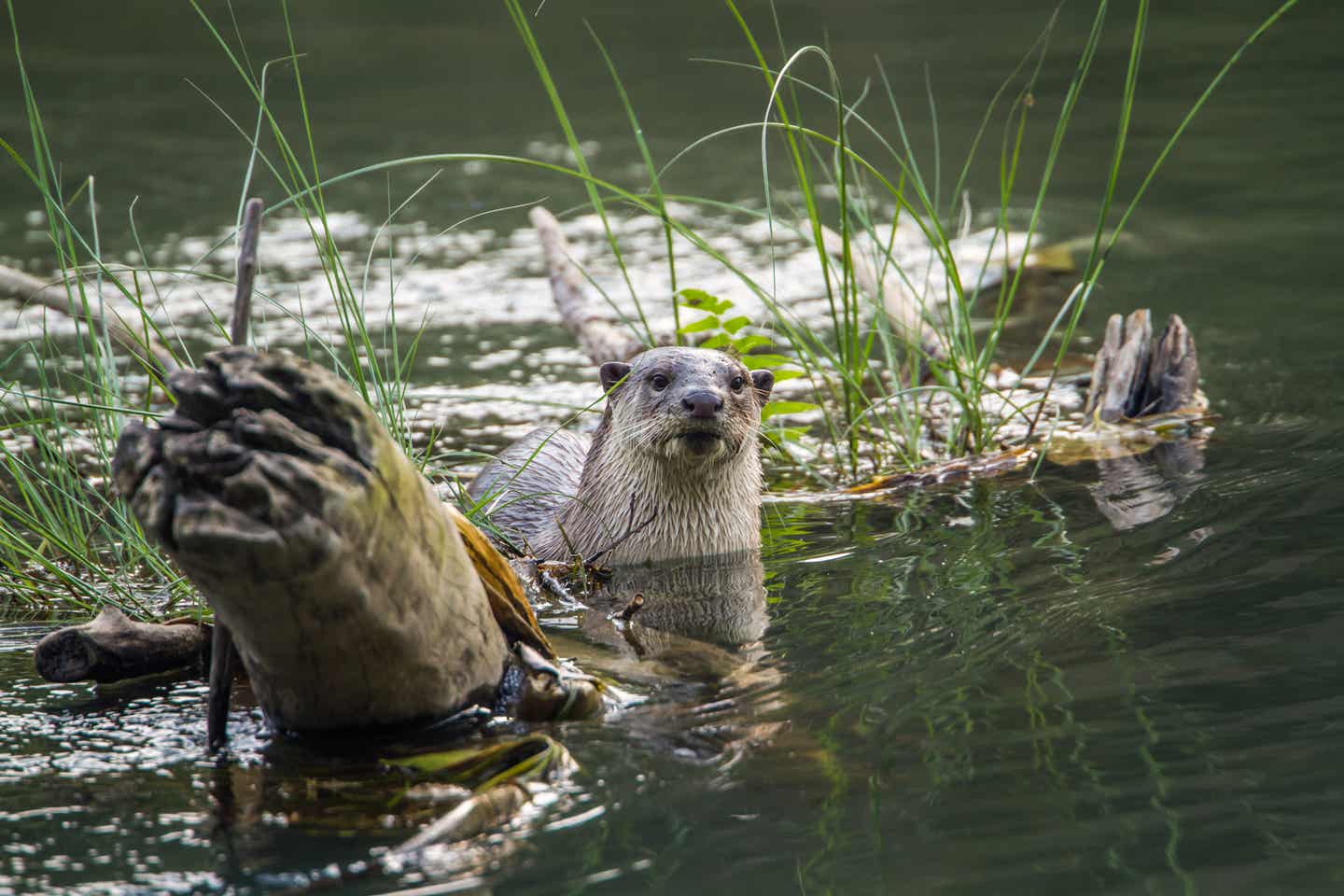 Otter im Bardia-Nationalpark