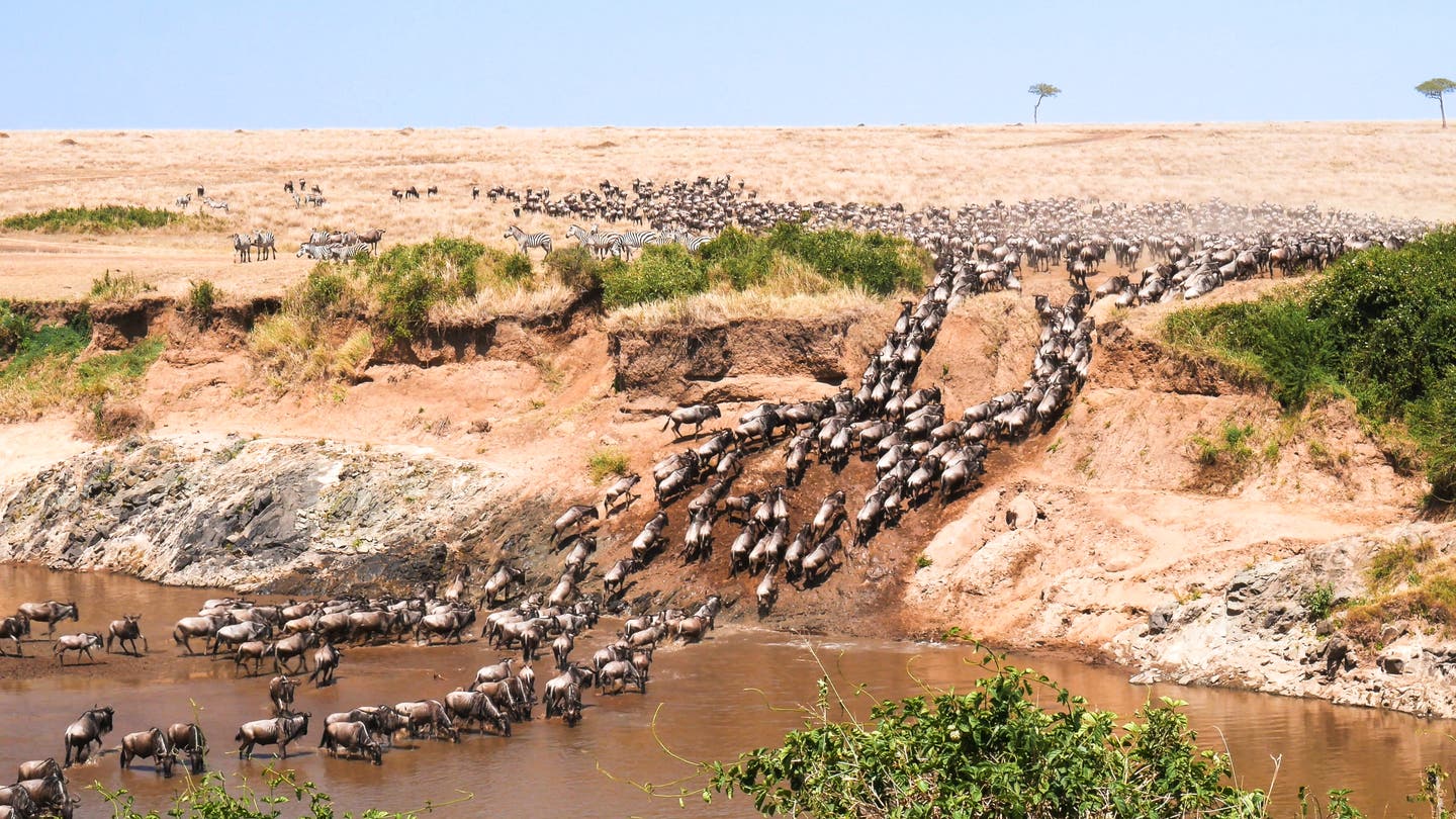 Gnu-Herde überquert den Fluss bei großer Tierwanderung in der Masai Mara