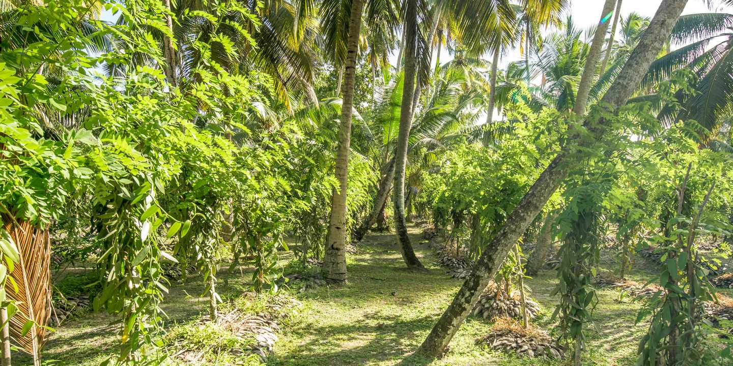 Sansibar-Ausflug: Besuch einer Vanille-Plantage mit grünen Pflanzenreihen und hohen Palmen