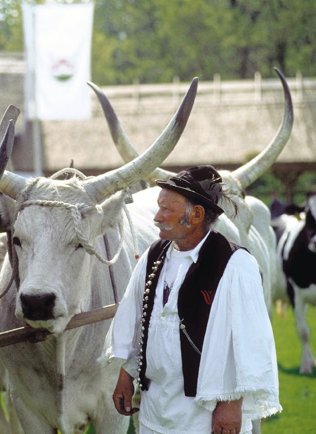 Hotel in Budapest buchen Rinder in Ungarn