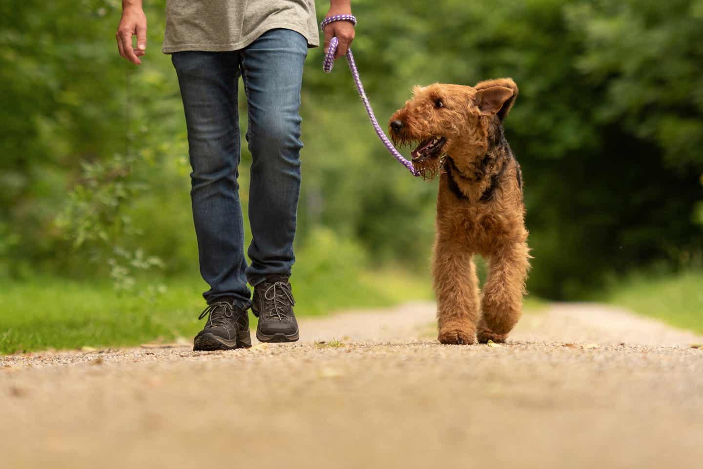 Wandern mit Hund - Hund mit Herrchen auf einem Spaziergang