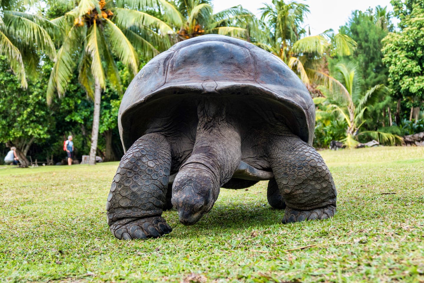 Die unter Artenschutz stehende Aldabra-Schildkröte