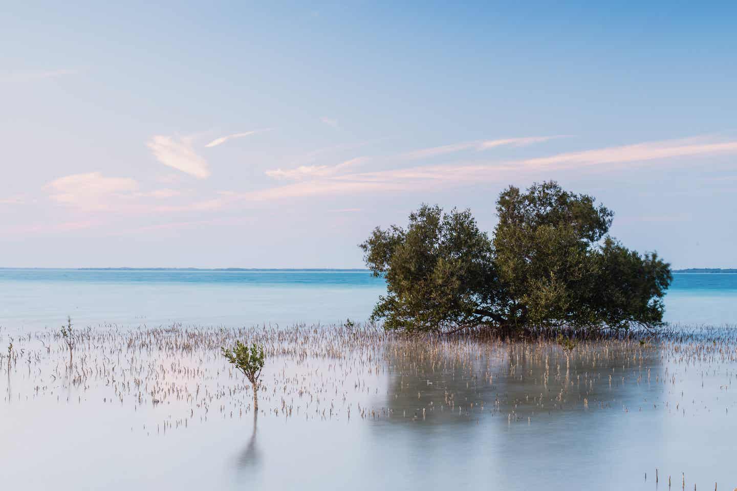 Mangroven auf Jubail Island