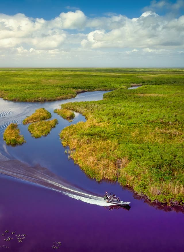 Everglades Ein Airboat fährt durch das Flussdelta in den Everglades