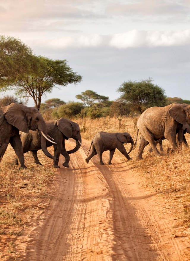 Afrika Safari