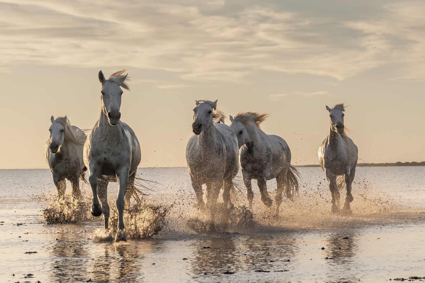 Südfrankreich Urlaub mit DERTOUR. Wildpferde in der Camargue bei Saintes-Marie-de-la-Mer