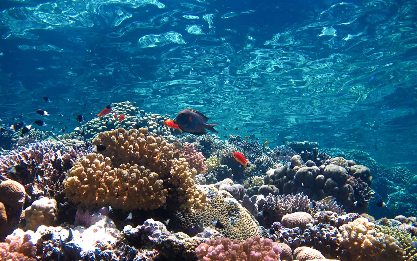 Wunderschönes Korallenriff mit farbenfrohen Korallen und tropischen Fischen im Roten Meer